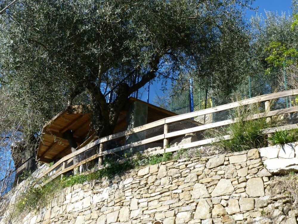 Olive Tree